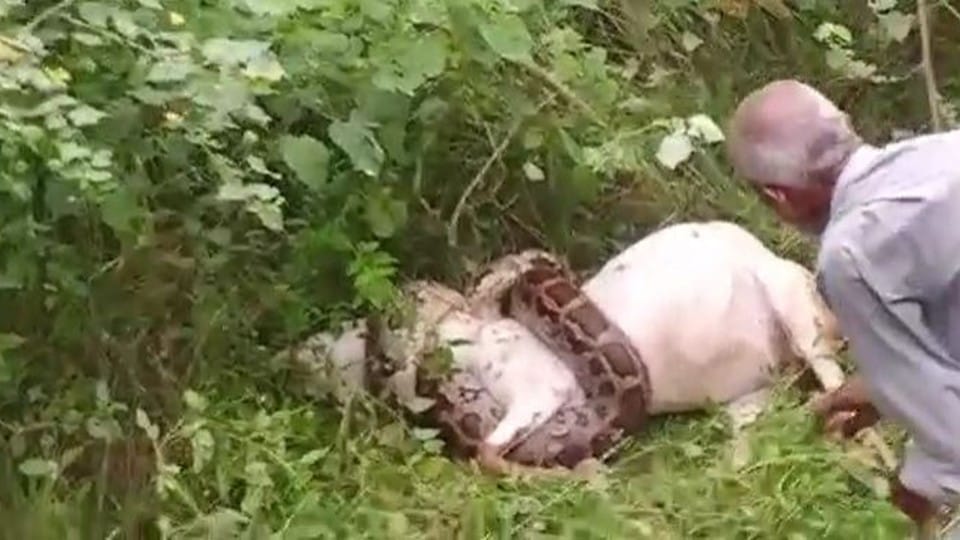 Python Caught Goat And Killed It Panic In Villagers In Agra - Amar ...