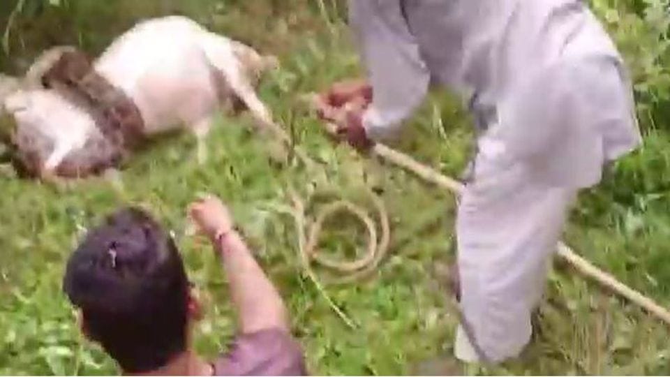 python caught goat and killed it panic in villagers in agra
