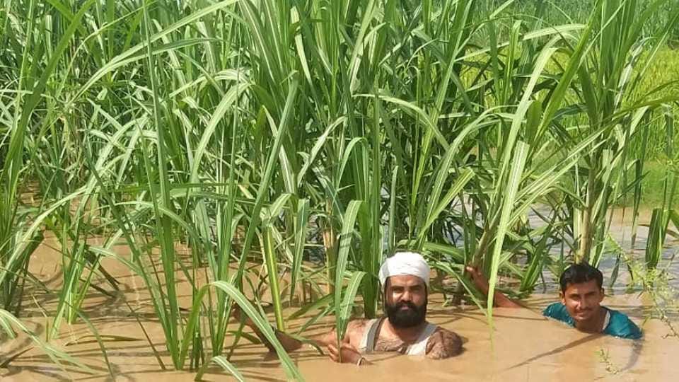 Millions of acres crops submerged in Haryana due to Heavy rain