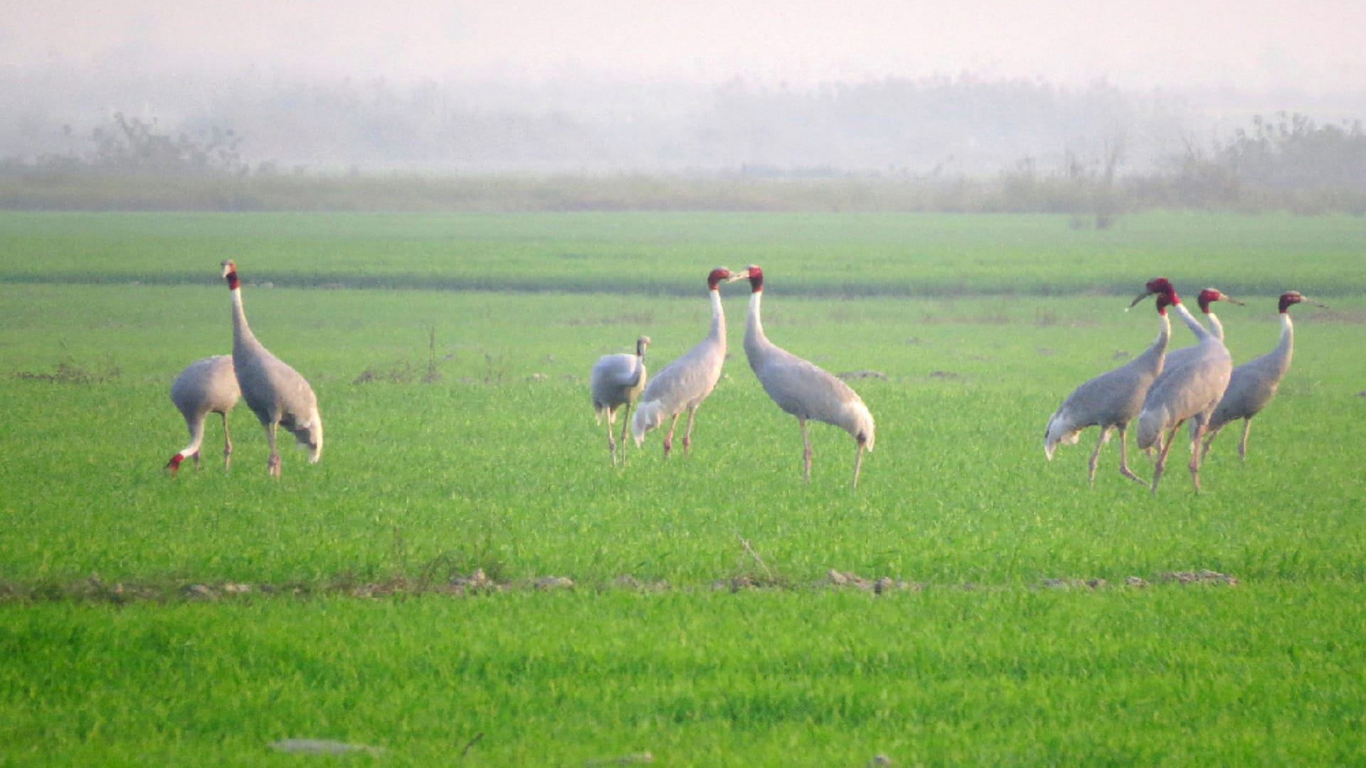 Cranes: other gives up life after the partner death, cranes are seen in Hastinapur wetland