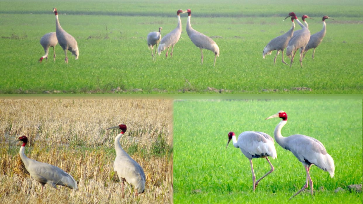 Cranes: other gives up life after the partner death, cranes are seen in Hastinapur wetland