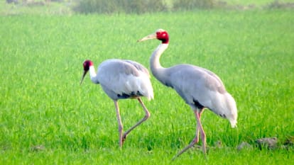 UP Politics: political war over crane, what is legal hurdle between bird and amethi farmer arif friendship