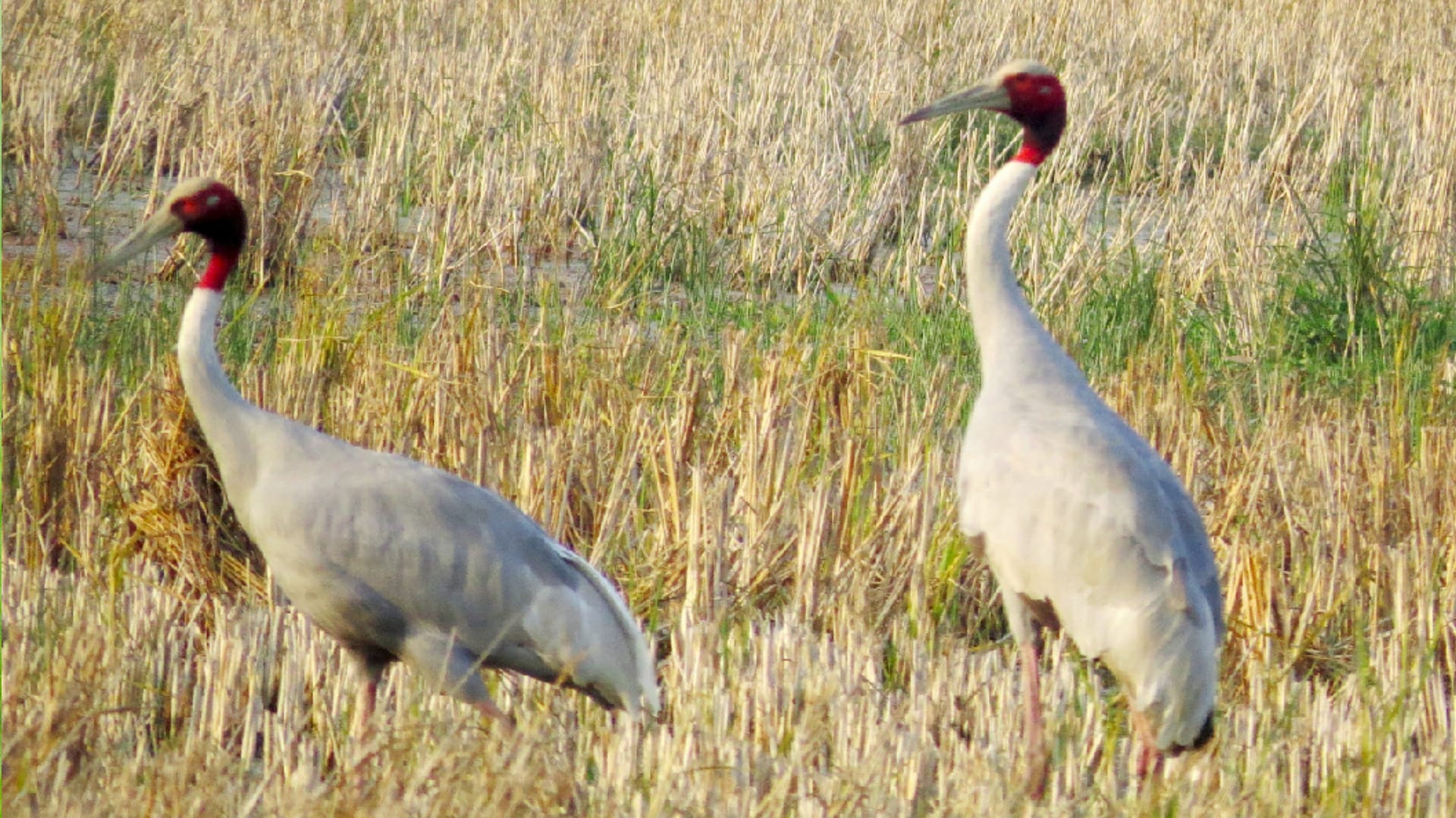 Cranes: other gives up life after the partner death, cranes are seen in Hastinapur wetland