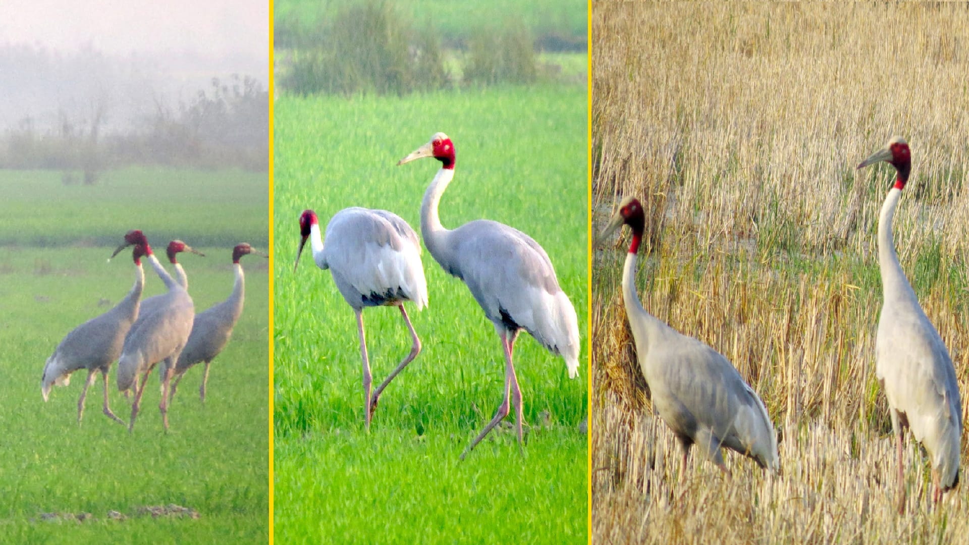 Cranes: other gives up life after the partner death, cranes are seen in Hastinapur wetland
