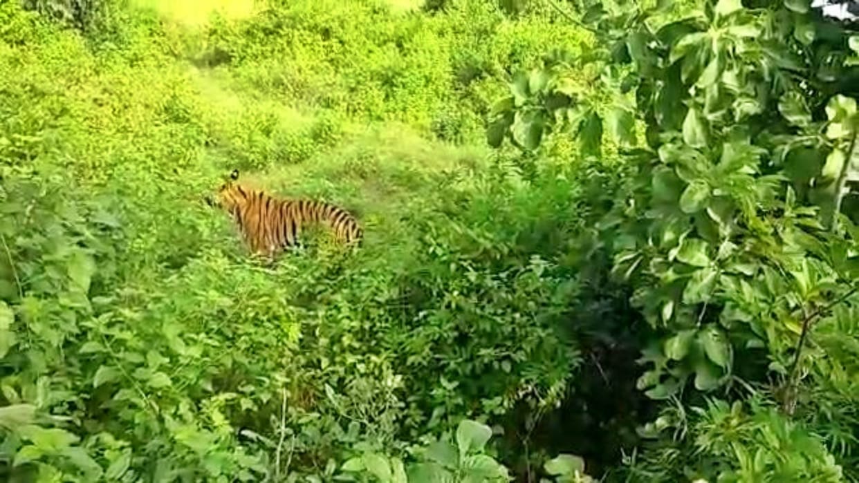 umaria News kajari tigress again hunted domestic cattle in village