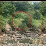 वाल्मी संस्थान के पास दिन में दिखा बाघ,