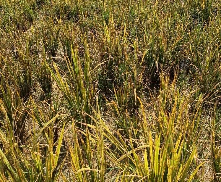 Crop sown on 50 bigha land due to disease