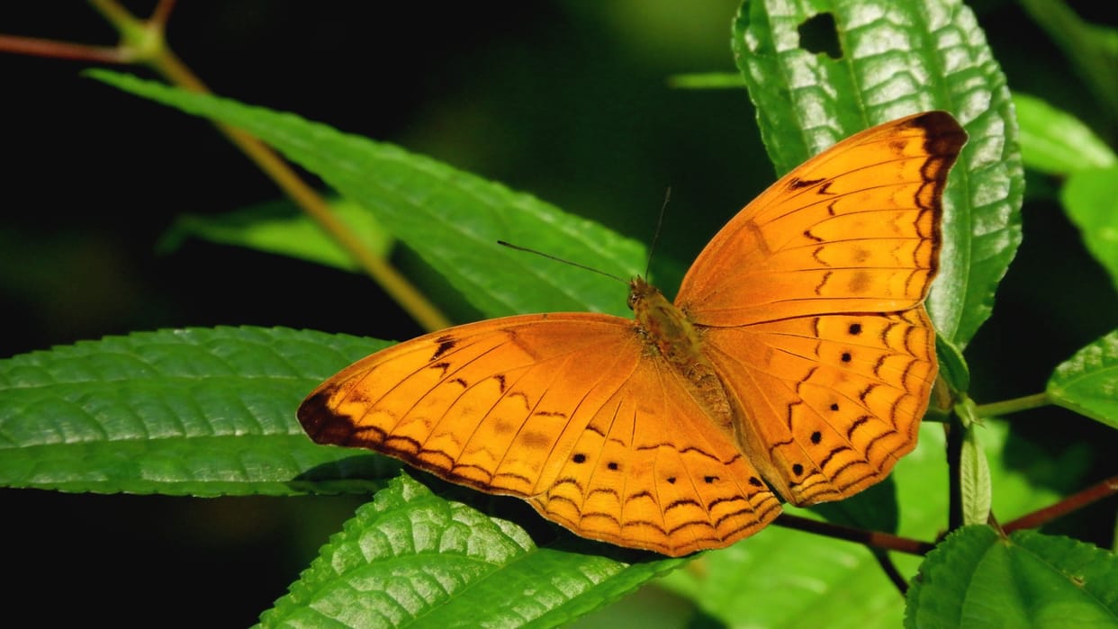 List of butterflies of India Butterfly Garden Know Details in Hindi