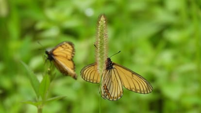 List of butterflies of India Butterfly Garden Know Details in Hindi