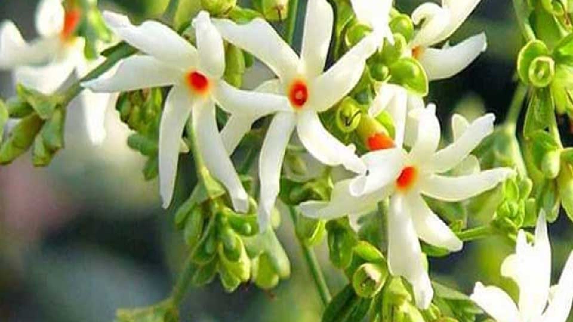 Shardiya Navratri 2022 Upay Bring These Plants To Home During Navratri For Maa Durga Blessings
