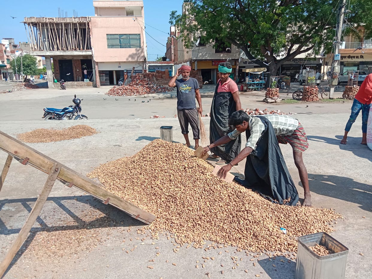 Groundnut started reaching Hisar Mandi, trade is done up to 800 km Nepal