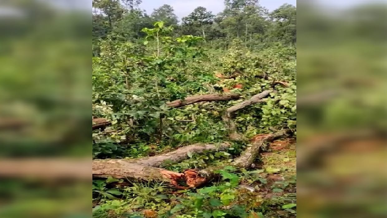 trees felling started in chhattisgarh hasdeo forest; 8000 trees will be cut for parsa coal mine in ambikaspur,