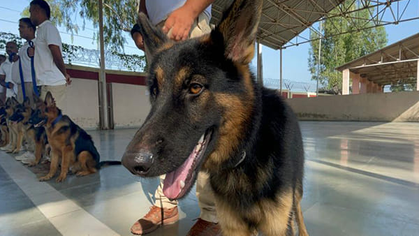 Super Sniffer dog squad to protect Namibian cheetahs from poachers at Kuno