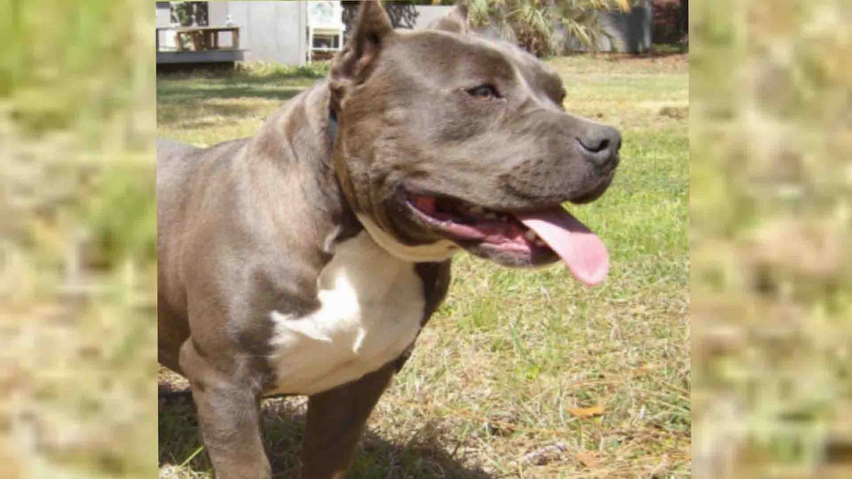 Kanpur: guarded of Pitbull dog, gambling was going on in the house, seven arrested