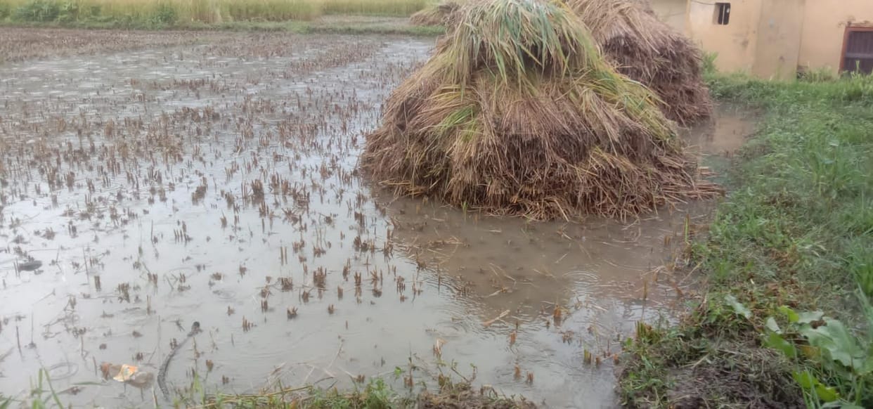 Crop Damage in Someshwar