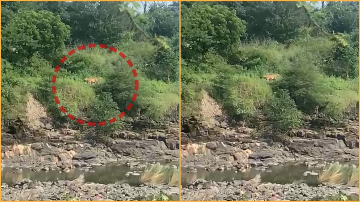 Tiger seen near Bhopal Valmi Sansthan, wildlife has already been seen, video viral