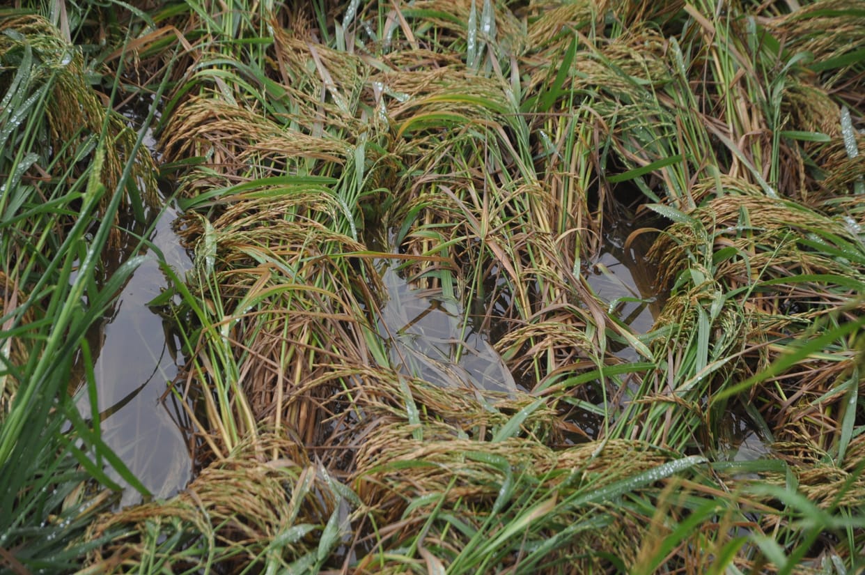 Damage to crops due to rain, now 236 patwaris will do Girdawari