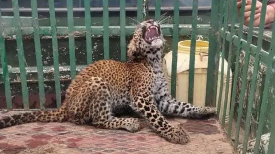 Balaghat: Leopard cub reached Devi temple, some people were scared and some worshiped