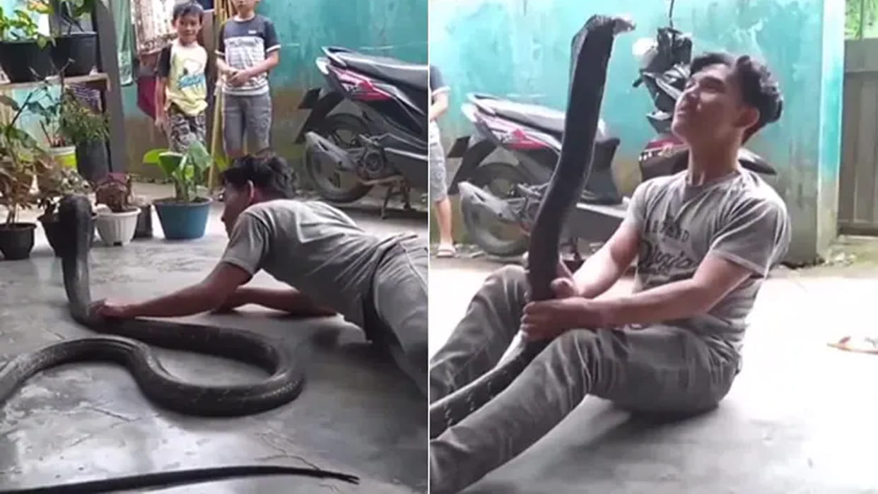 Snake Video boy dance with king cobra video goes viral on social media