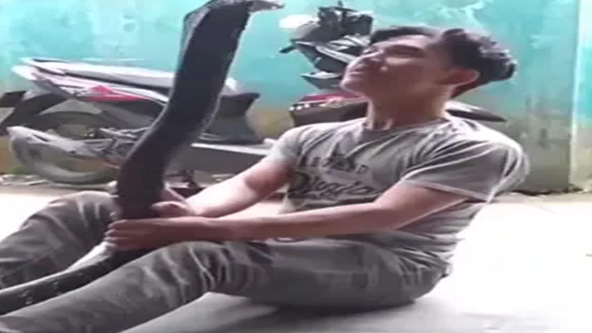 Snake Video boy dance with king cobra video goes viral on social media