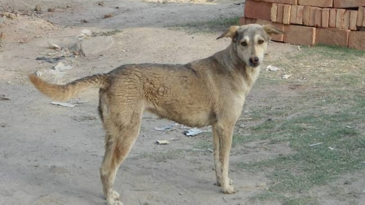 stray dogs were harassed by sprinkling petrol case filed against two accused In Indore