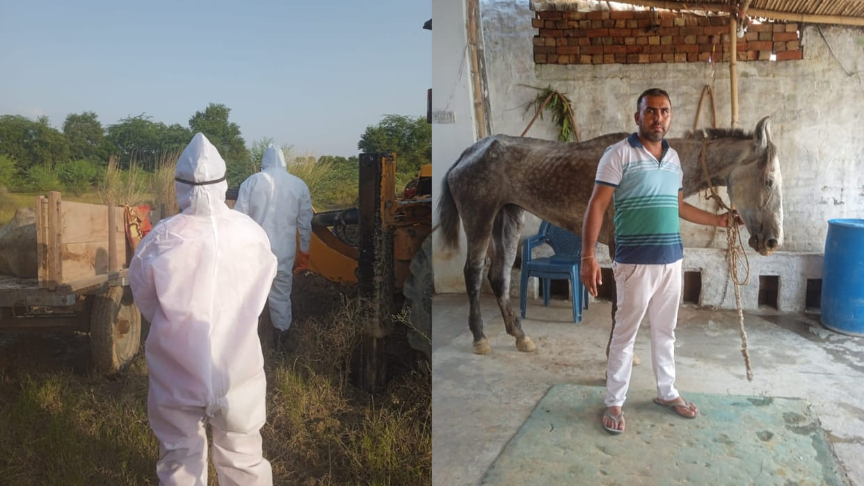 Third mare died of glanders in Bahadurgarh