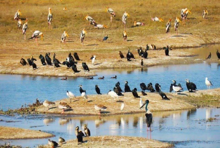 Hastinapur Sanctuary: Forest and revenue map will be the same