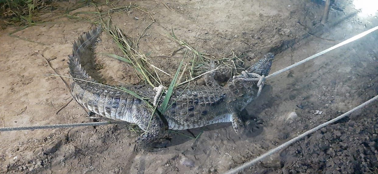 Hathras: Crocodile found in Rajbha, panic among villagers