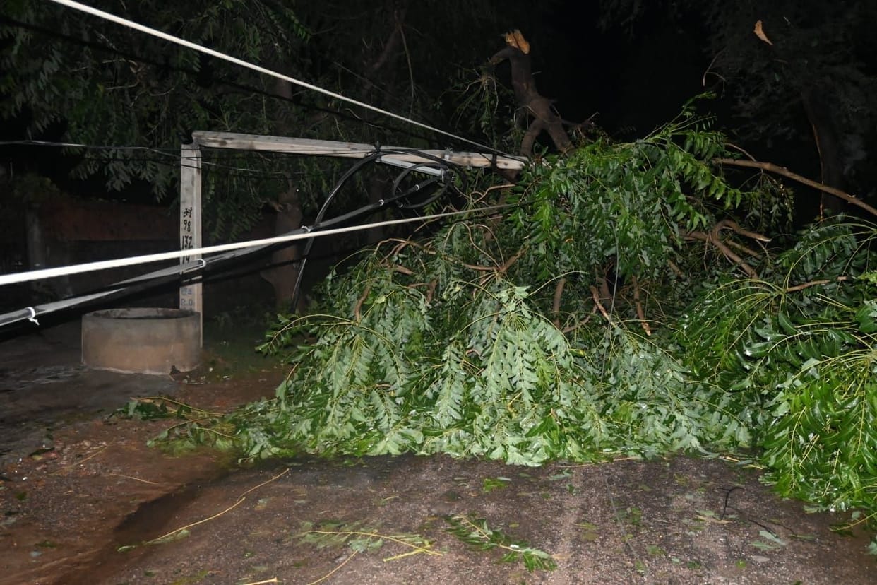 Cotton, millet crop fell due to rain with storm, train operation was disrupted due to falling of trees on the track