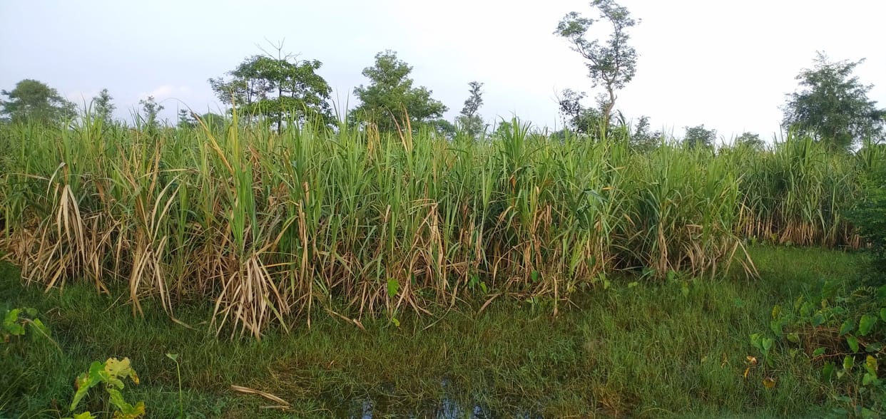 The weather is giving, the area of ??sugarcane has decreased