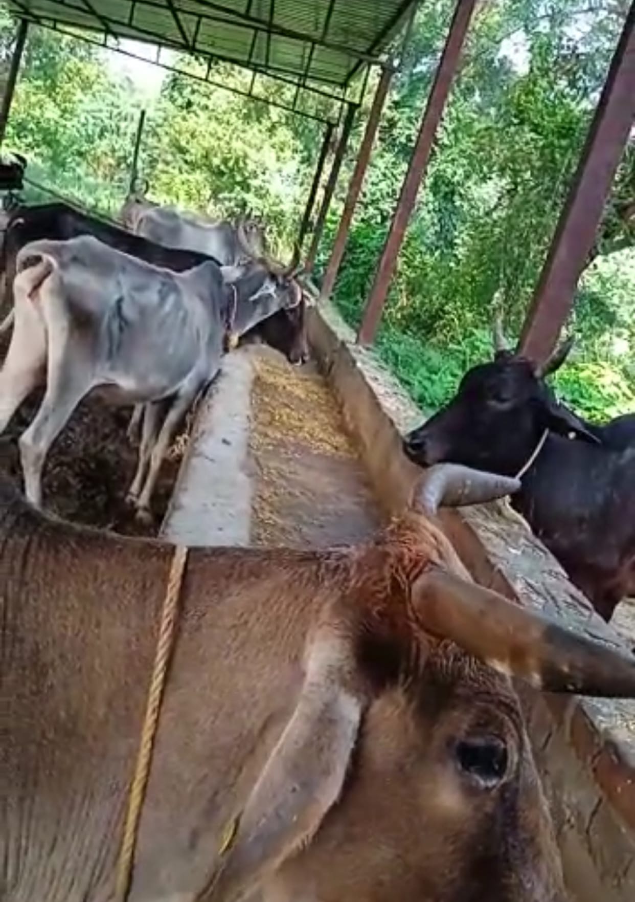 Kanpur Dehat: There is no arrangement for straw and green fodder, hungry cattle in Nunari Gaushala for four days.
