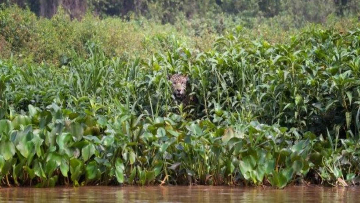 optical illusion in hindi can you see hidden Jaguar picture in this photo viral pictures