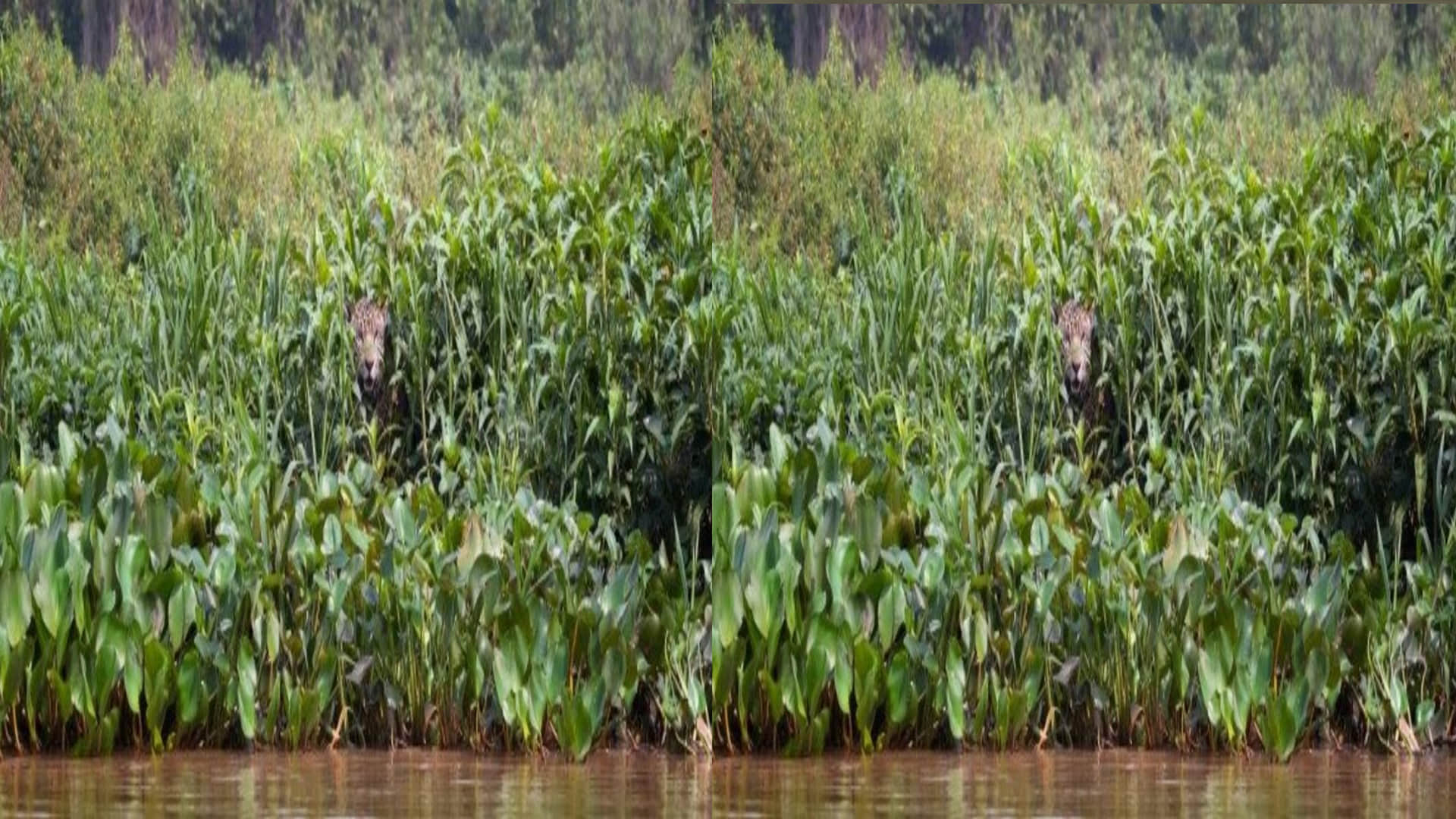 optical illusion in hindi can you see hidden Jaguar picture in this photo viral pictures