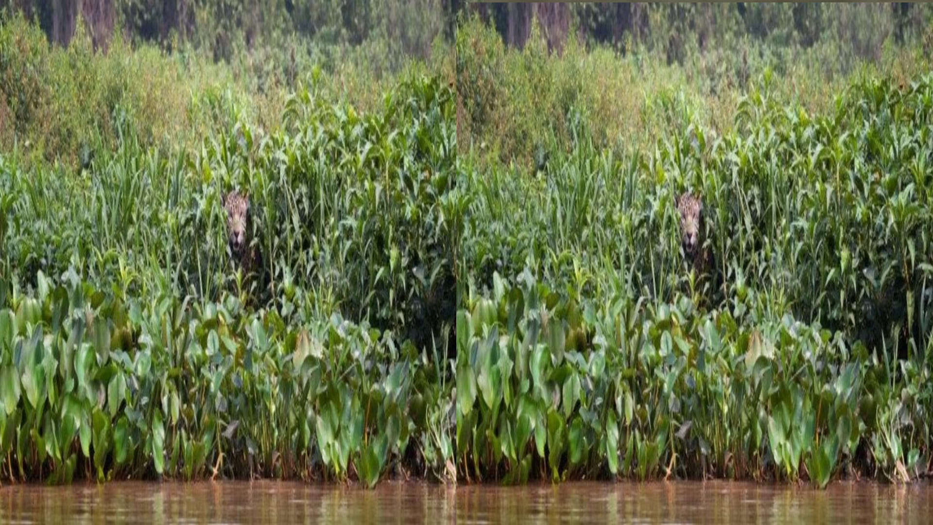 optical illusion in hindi can you see hidden Jaguar picture in this photo viral pictures