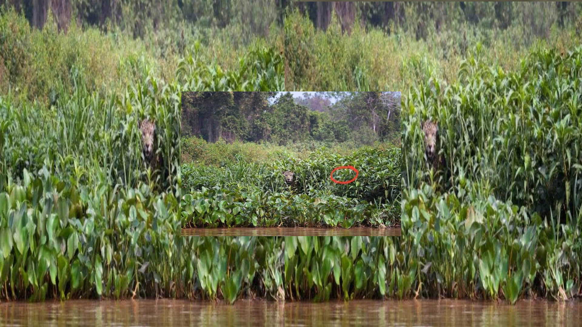 optical illusion in hindi can you see hidden Jaguar picture in this photo viral pictures