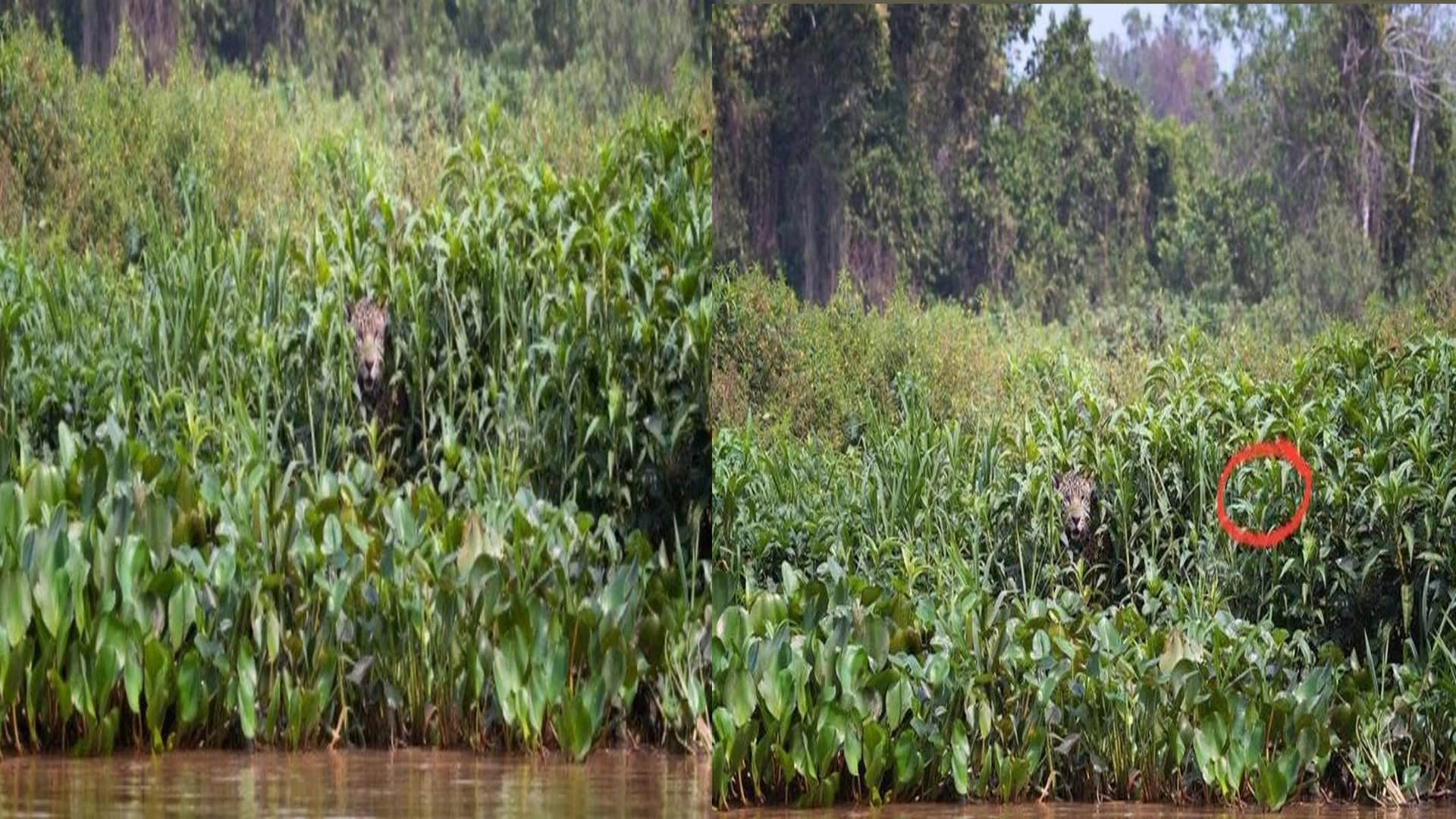 optical illusion in hindi can you see hidden Jaguar picture in this photo viral pictures