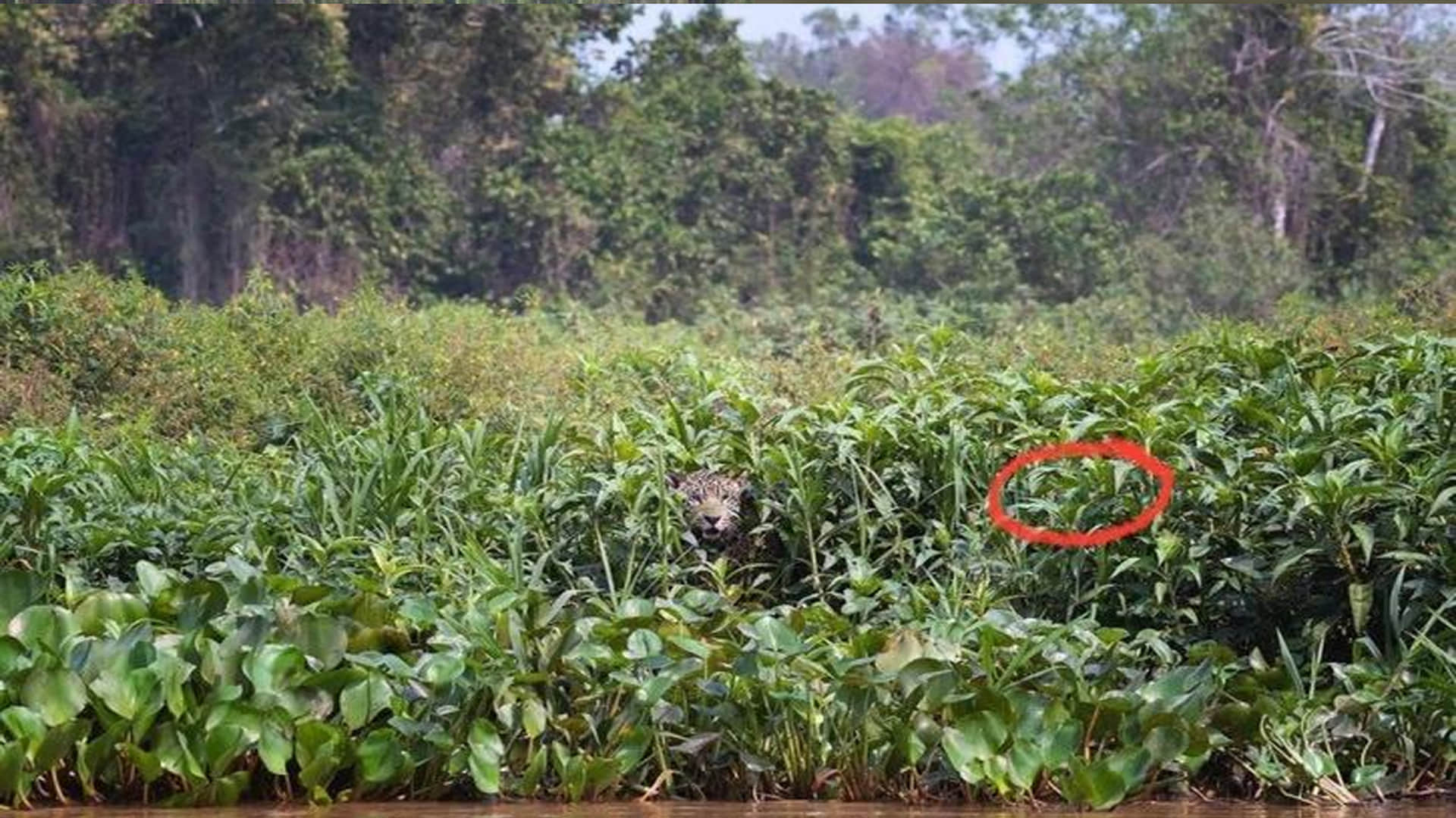 optical illusion in hindi can you see hidden Jaguar picture in this photo viral pictures