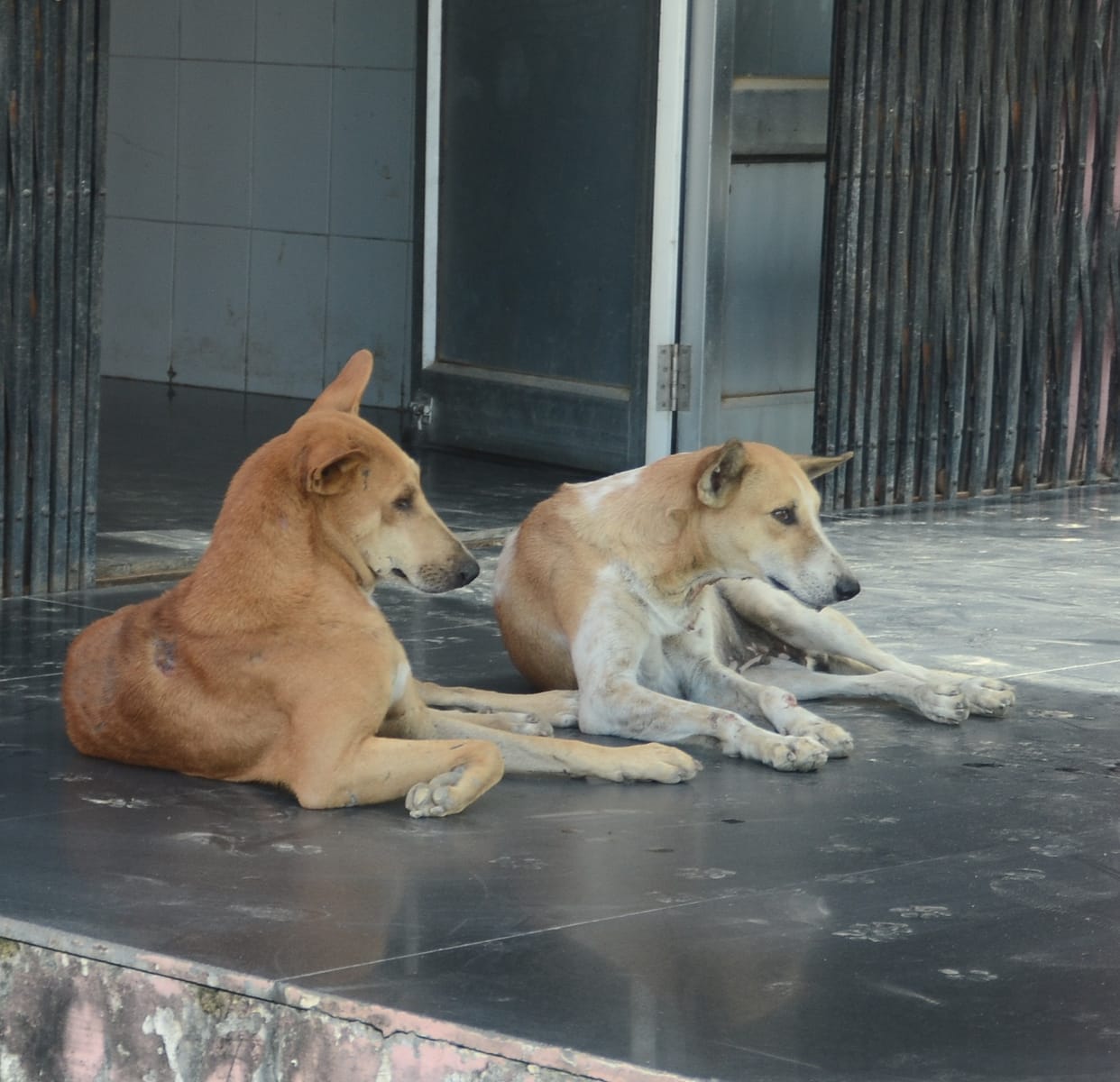 dog attack