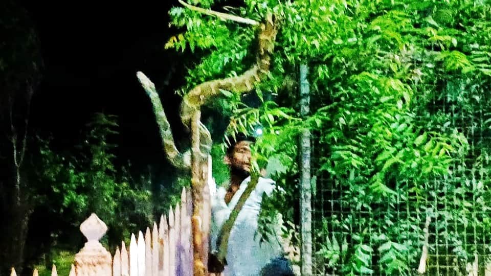 python hanging on the tree on Govardhan Parikrama Marg in Mathura