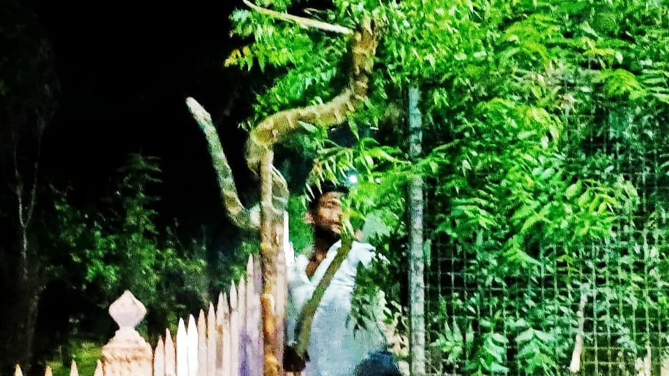 python hanging on the tree on Govardhan Parikrama Marg in Mathura