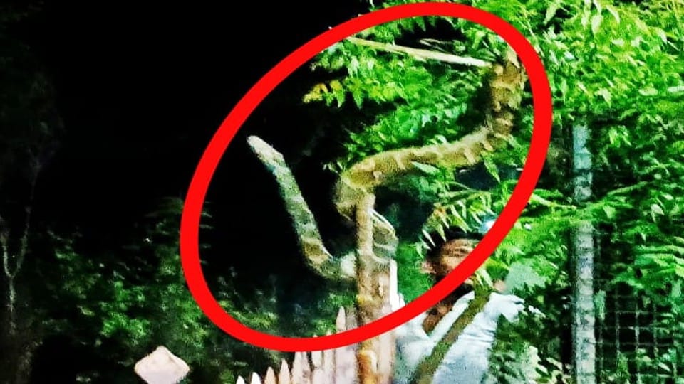 python hanging on the tree on Govardhan Parikrama Marg in Mathura