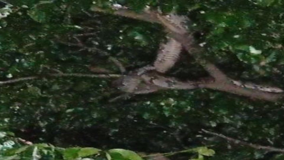 python hanging on the tree on Govardhan Parikrama Marg in Mathura