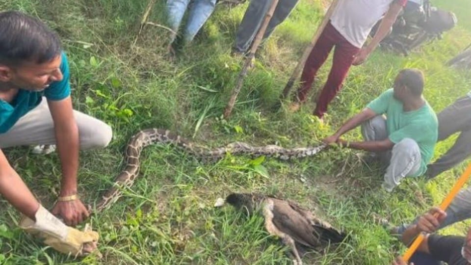 python hanging on the tree on Govardhan Parikrama Marg in Mathura