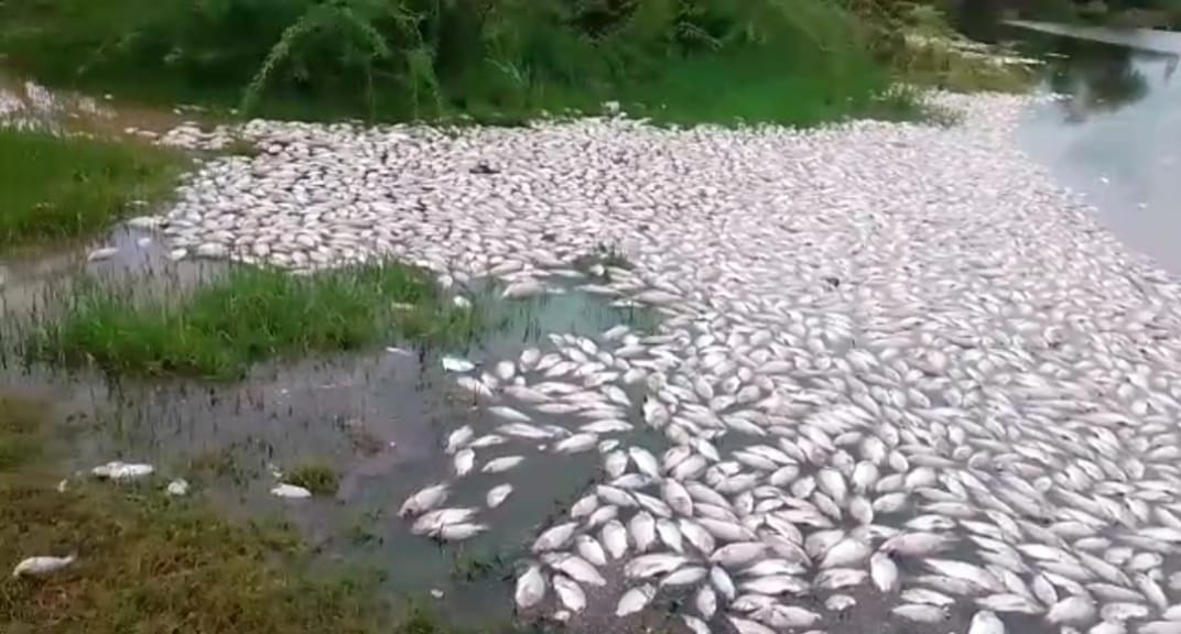 Fish dead in the pond, accused of stealing at night and mixing chemicals in the water