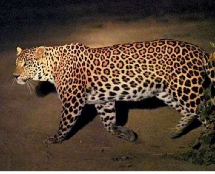Leopard or tiger, will be caught empty handed