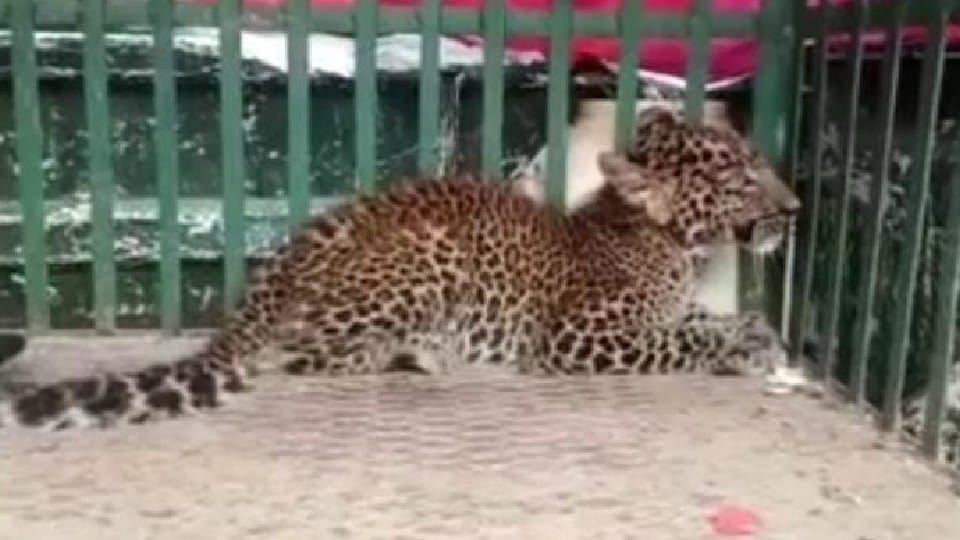Balaghat: Leopard cub reached Devi temple, some people were scared and some worshiped