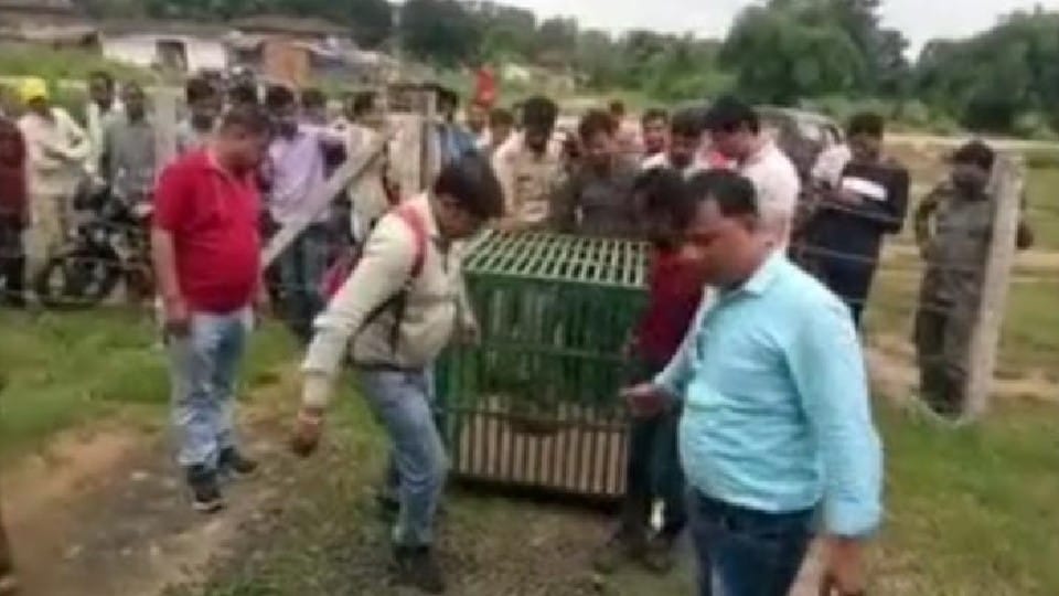 Balaghat: Leopard cub reached Devi temple, some people were scared and some worshiped