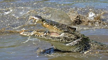snake and crocodile figh video war between dangerous snake vs crocodile google trends