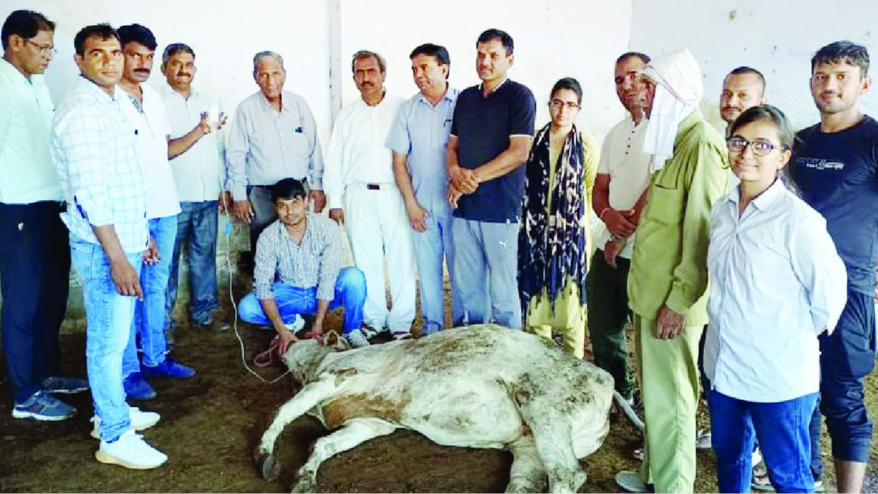 32 unclaimed cows died in two days due to eating oily food and plastic in Bhiwani