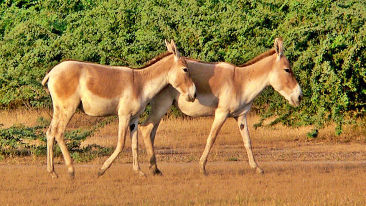 Rajasthan News Six crore rupees will be spent on donkeys in Rajasthan